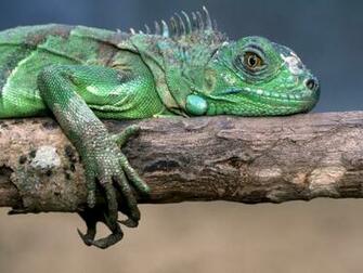 Iguana HD Wallpaper Image High Definition All