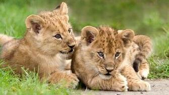 Lion Cubs African HD Wallpaper Ed