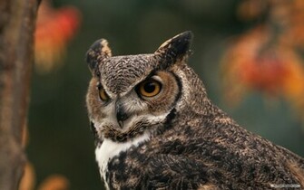 Wallpaper Animal Owl And Eagle
