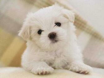 Cute Wallpaper For Android New