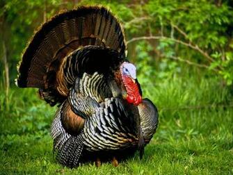 Turkey Gobbler Wallpaper Top Background