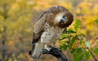 Wallpaper Photo And All Crazy Eagle Pictures