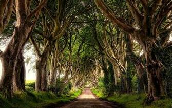 The Dark Hedges Northern Ireland Wallpaper Desktop