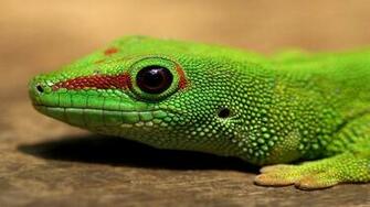 Pin Funny Lizard Music And Dance Wallpaper