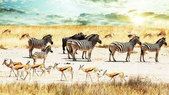 And Gazelle Wallpaper HD Desktop