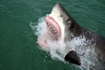 Great White Sharks Wallpaper HD For Android