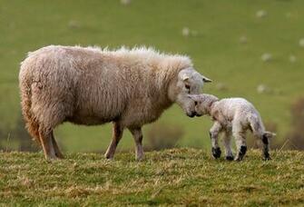Sheep Wallpaper