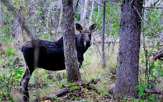 Moose Computer Wallpaper Desktop Background Id