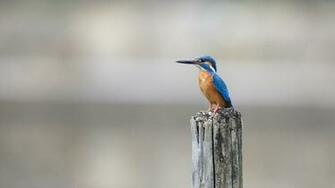 Birds Samsung Galaxy Note Wallpaper Screensavers Background