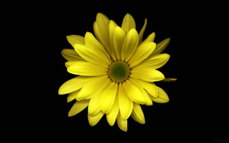 Daisy Aesthetic Computer Wallpaper