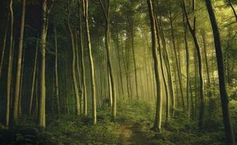 Nature Trees Dawn Plants Trail Mystical Forest Wallpaper