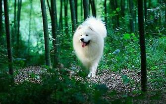 Samoyed Wallpaper