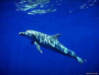 Blue Ocean Island Wallpaper Animals