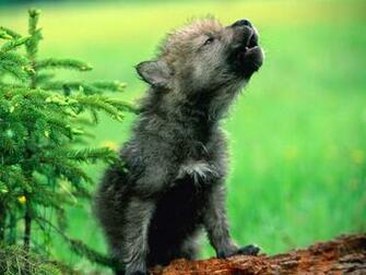 White Wolf Photos Of Adorable Howling Pups Will