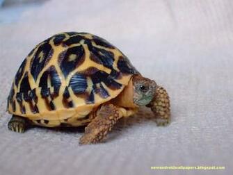 Nice And Amazing Tortoise Wallpaper HD For Android