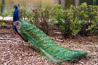 Peafowl Wallpaper First HD