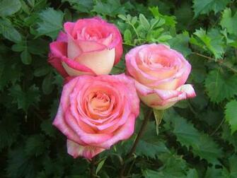 Roses Bouquets Wallpaper