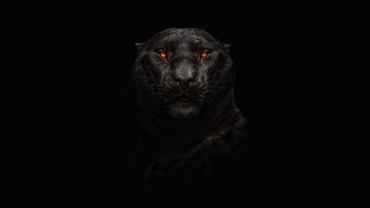 Tiger Glowing Eye 5k 4k HD Wallpaper Image