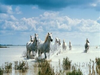 Beautiful Wallpaper Wild Horses