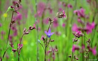 Wallpaper Spring Wildflowers Index