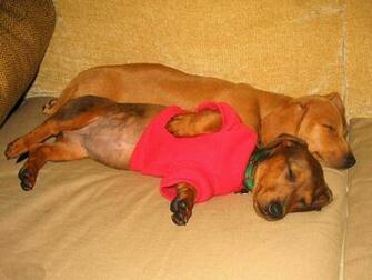 Dachshund Sleeping Wallpaper Pictures