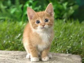 Cat Wallpaper Animals