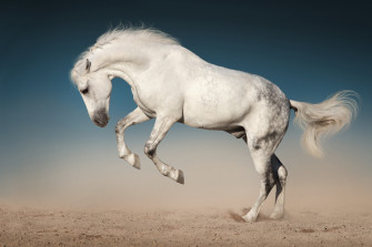 Animal Horse 4k Ultra HD Wallpaper