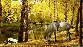 Stunning Colors Of Autumn Wallpaper Travelization