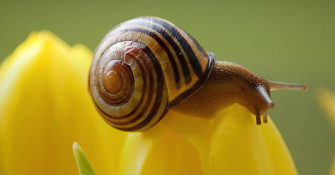 Top Snails Wallpaper Full HD 4k To Use