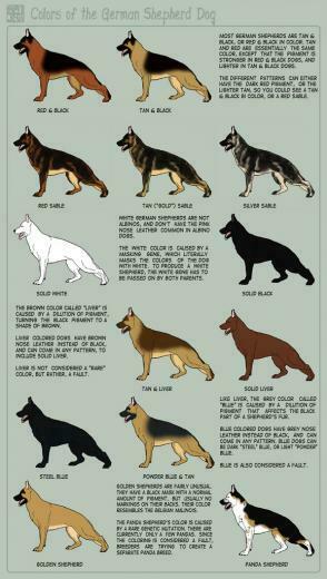German Shepherd Dog Shows The Wallpaper Best