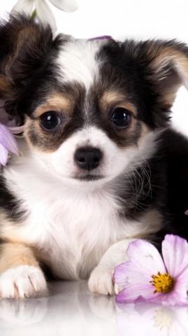 Wallpaper Chihuahua Puppy Dog Flower Animal Animals