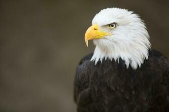 Bald Eagle Computer Wallpaper Desktop Background