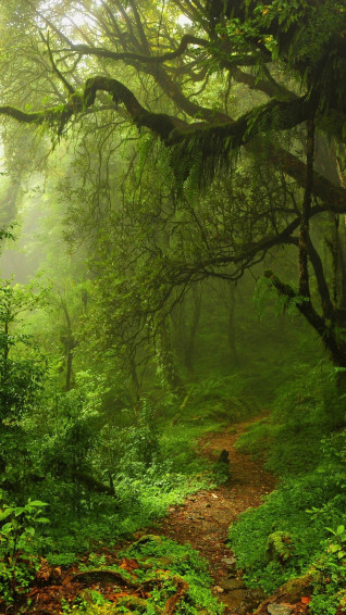 Wallpaper Summer Forest 5k 4k Green Trees Leaves