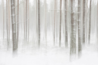 Winter Forest Wallpaper