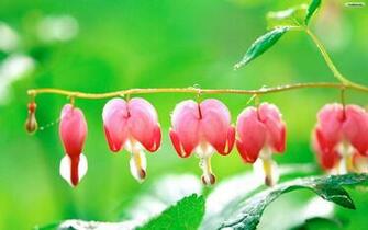 For Pretty Red Flower Wallpaper Beautiful