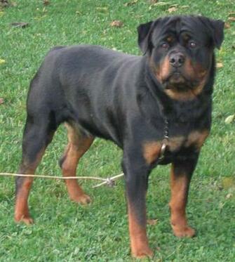 Rottweiler Wallpaper Top Background
