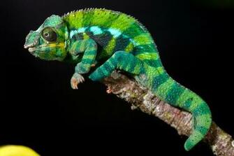 Panther Chameleon Wallpaper