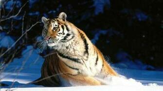 Qq Wallpaper Wild Cats Set