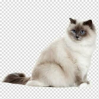 Birman Turkish Angora Sphynx Cat Kitten Ragdoll