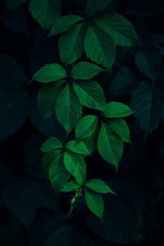 Leaves Phone Wallpaper