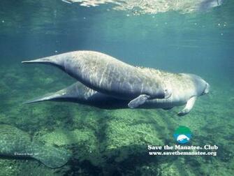 Manatee Wallpaper
