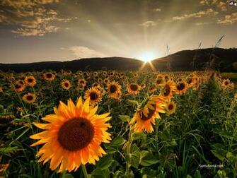 Sunflowers Rising Sun With Sunflower HD Wallpaper