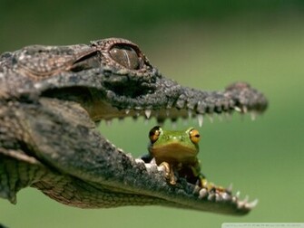 Funny Frog Wallpaper HD