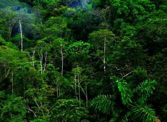 High Resolution Jungle Forest Wallpaper HD Nature