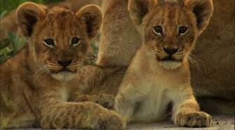 Gallery For Gt Cute Lion Cubs Wallpaper
