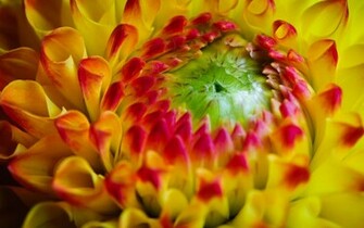 Flower Power Wallpaper