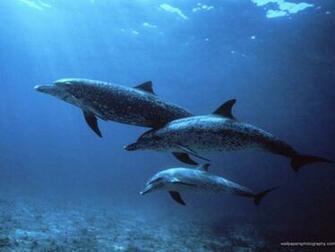 Sea Life Underwater Wallpaper Art Print Poster Desktop