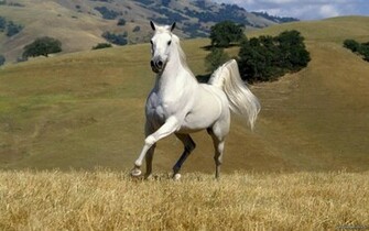 Wild Horse Desktop Background Animal Bwalles