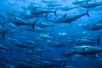 Fishes Wallpaper Pixshark Image Galleries