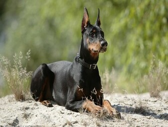 The Doberman Dog Desktop Wallpaper Pictures Online For Pc